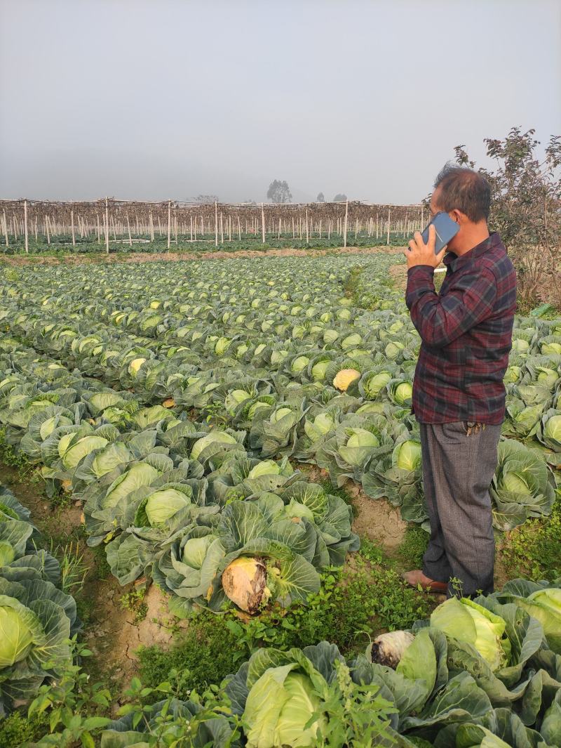 福建漳州圆包菜甘蓝，基地供应，大量现货大降价