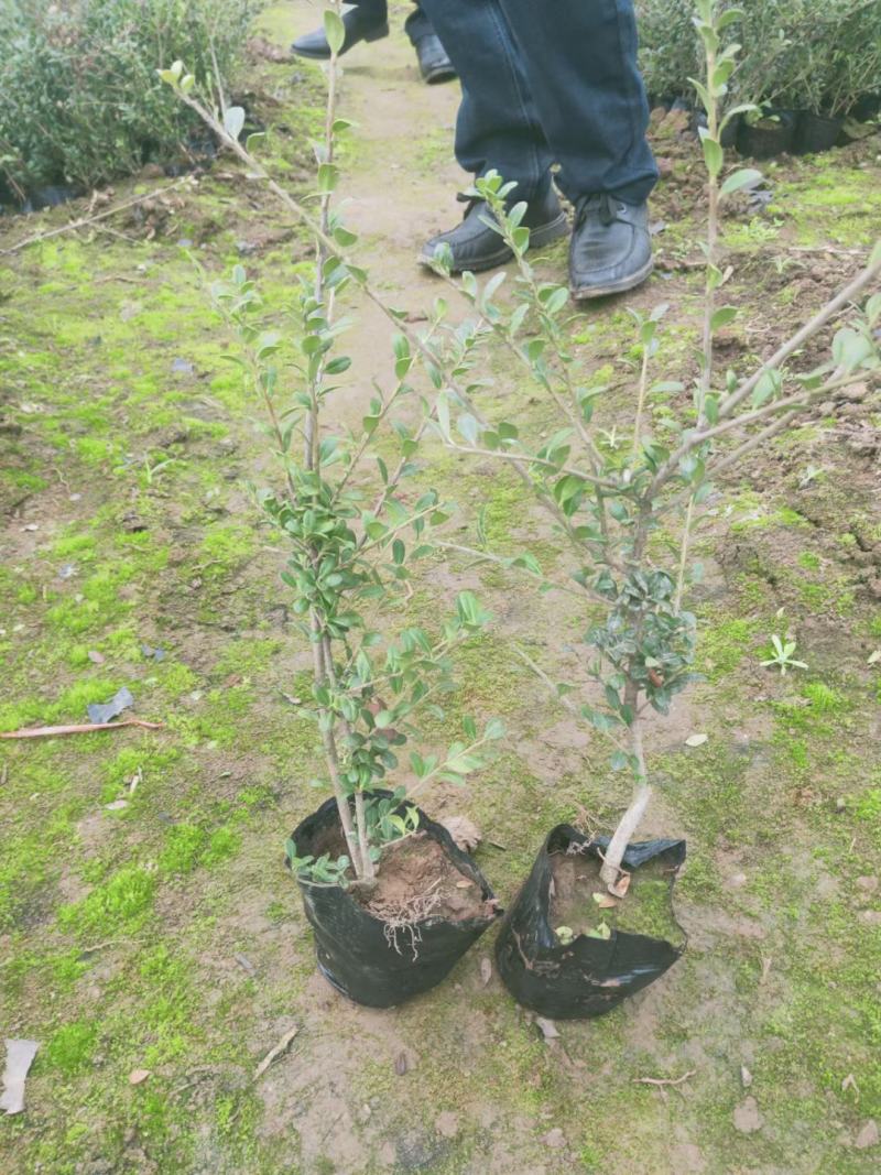 平枝荀子，龟甲冬青，基地直销，常年销售各种绿化苗木