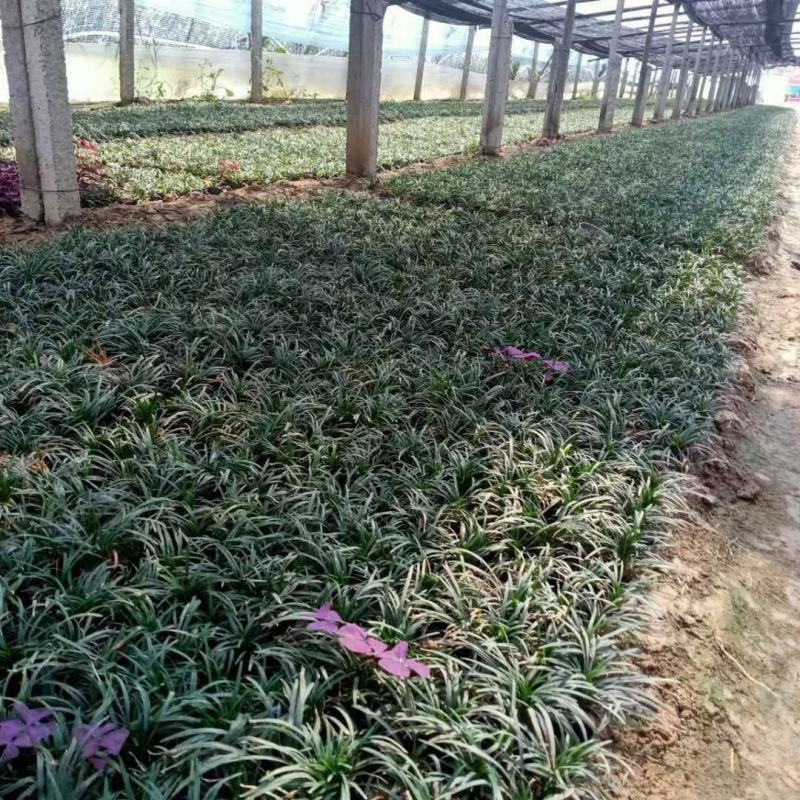 玉龙草，矮麦冬基地直销常年销售各种绿化苗