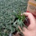 玉龙草，矮麦冬基地直销常年销售各种绿化苗