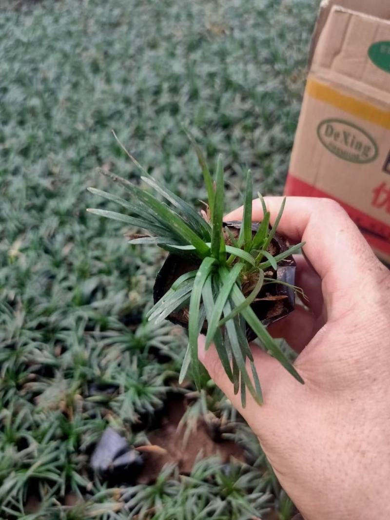玉龙草，矮麦冬基地直销常年销售各种绿化苗