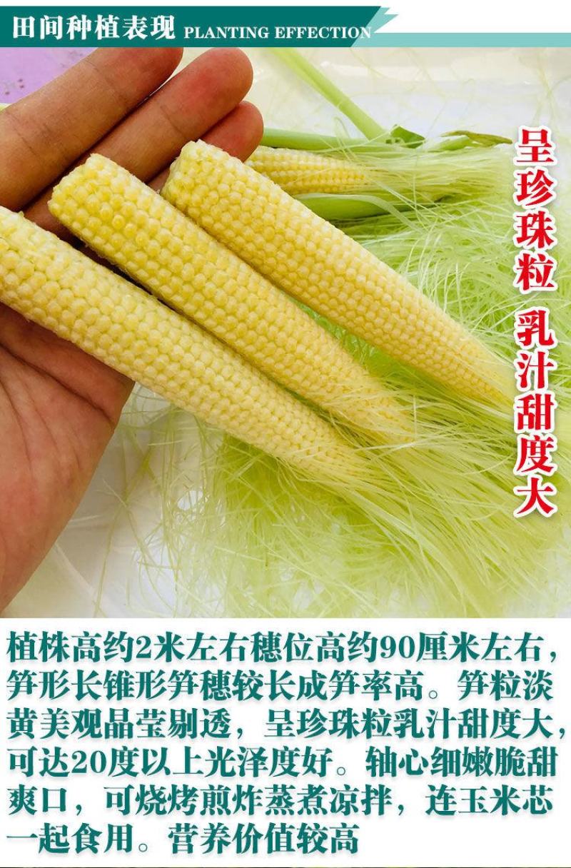 新鲜甜玉米笋小玉米芯仔新鲜蔬菜沙拉现摘迷你小玉米水果包邮