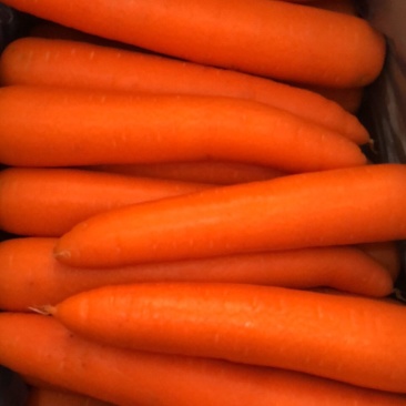 泥土胡萝卜🥕大量对接平台货源稳定日供量3挂车、支持包地