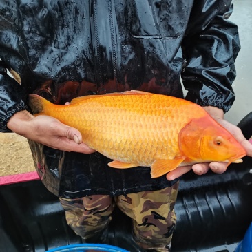 红鲤鱼苗星洲红鲤鱼苗红色鲤鱼苗批发放生鱼苗专用品种