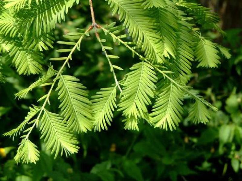 水杉树种子梳子杉绿化树木园林庭院景观高直壮挺拔树木当年新