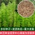 水杉树种子梳子杉绿化树木园林庭院景观高直壮挺拔树木当年新