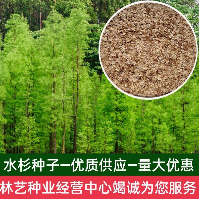 水杉树种子梳子杉绿化树木园林庭院景观高直壮挺拔树木当年新