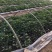 河南省许昌禹州红薯苗脱毒红薯苗商薯苗自家基地价格便宜