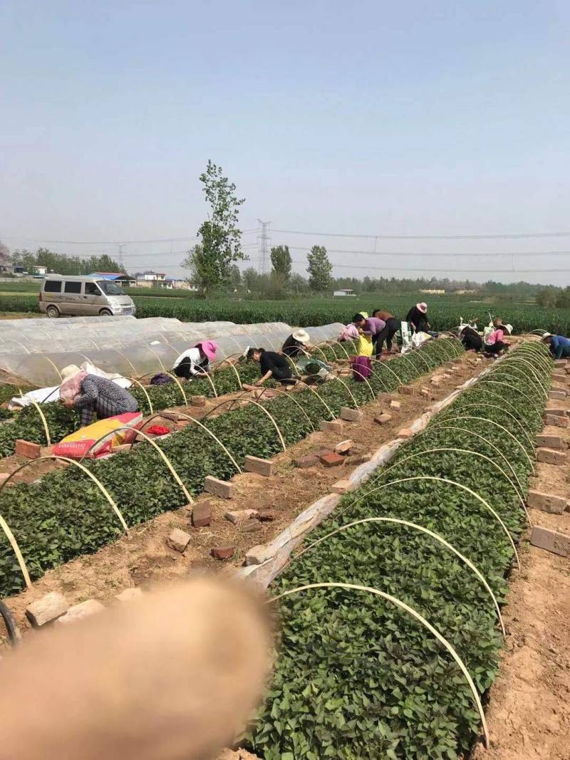 河南省许昌禹州红薯苗脱毒红薯苗商薯苗自家基地价格便宜