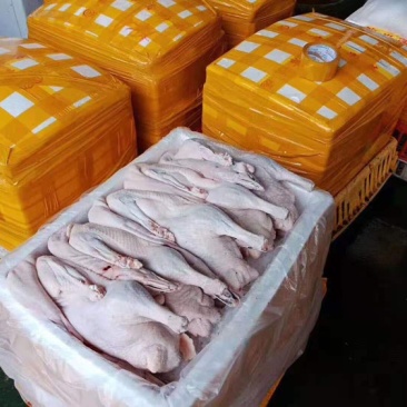 清远黑棕鹅棚鹅烧鹅专用质量保证欢迎采购