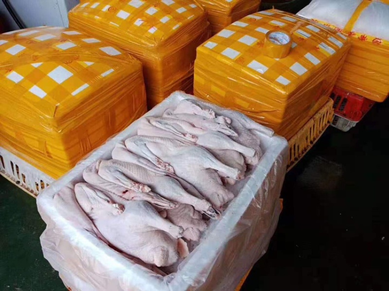 清远黑棕鹅棚鹅烧鹅专用质量保证欢迎采购