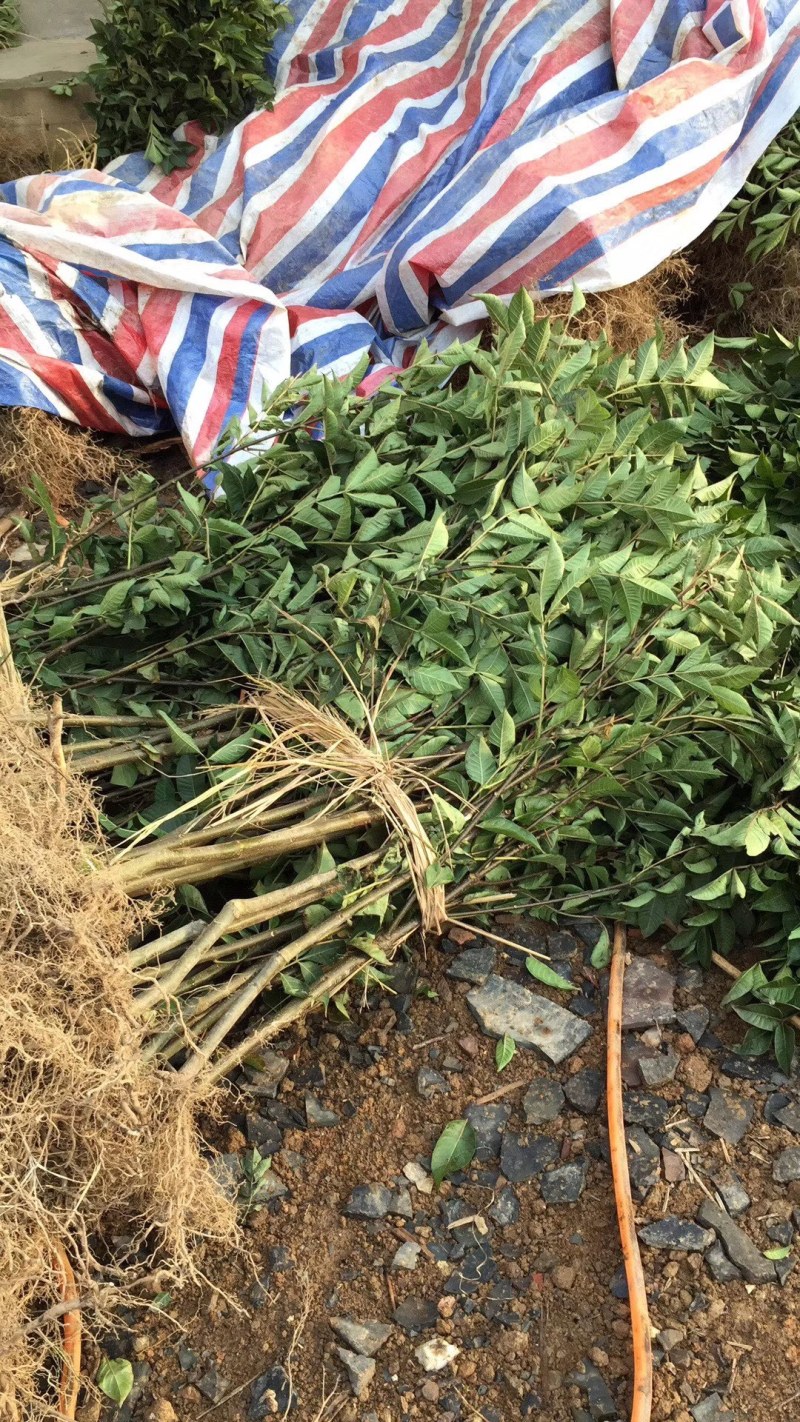 吴茱萸苗茶辣子吴茱萸