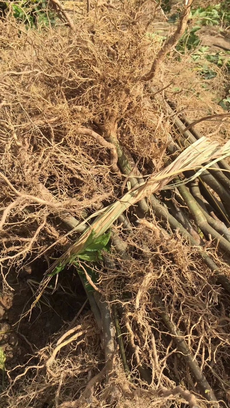 吴茱萸苗茶辣子吴茱萸