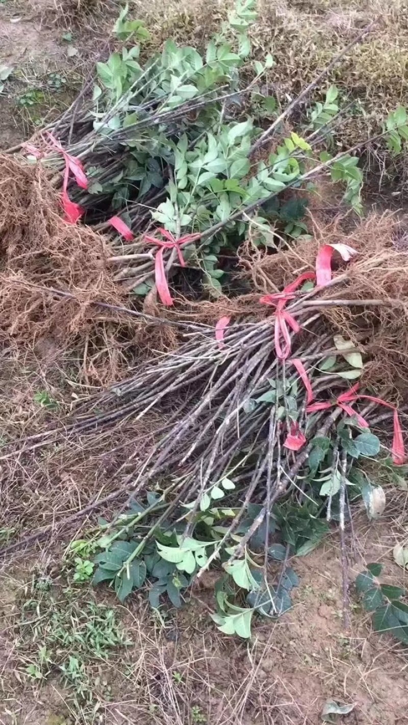 吴茱萸苗茶辣子吴茱萸
