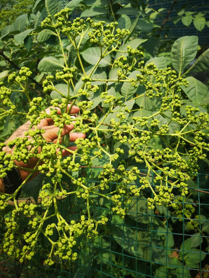吴茱萸苗茶辣子吴茱萸
