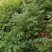 吴茱萸苗茶辣子吴茱萸