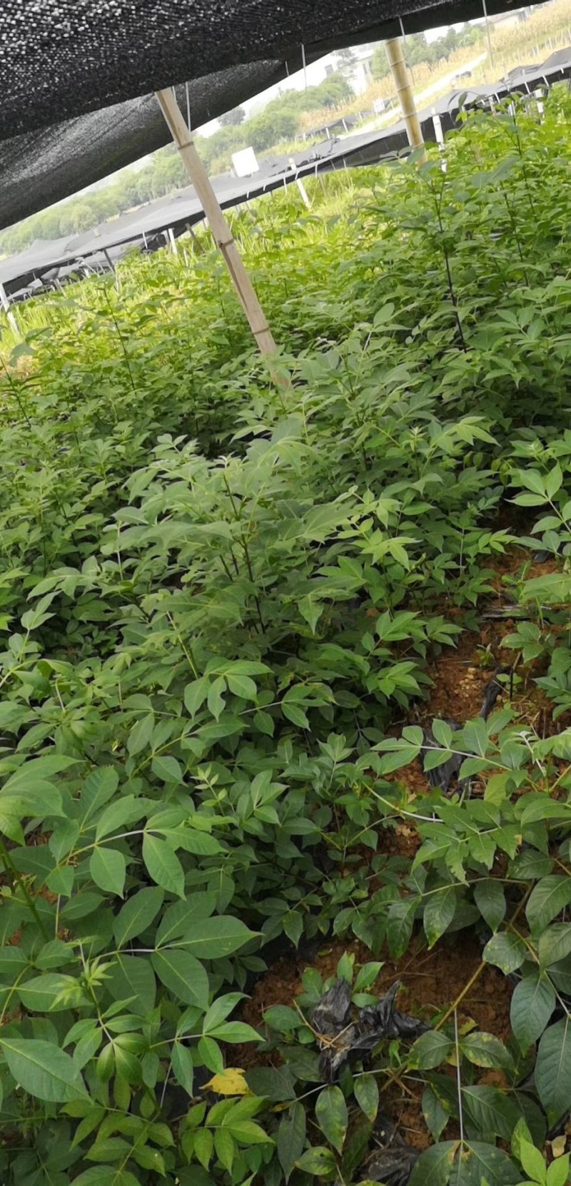 吴茱萸苗茶辣子吴茱萸