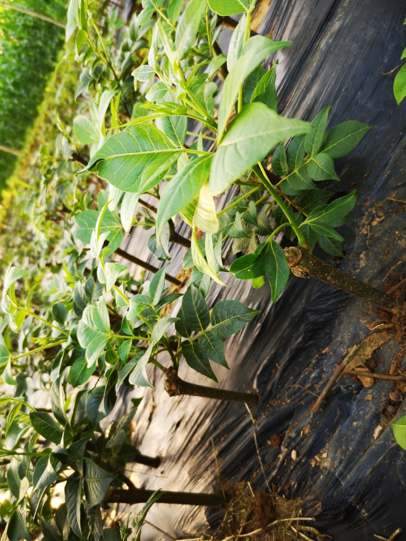 吴茱萸苗茶辣子吴茱萸