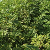 吴茱萸苗茶辣子吴茱萸
