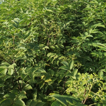 吴茱萸苗茶辣子吴茱萸