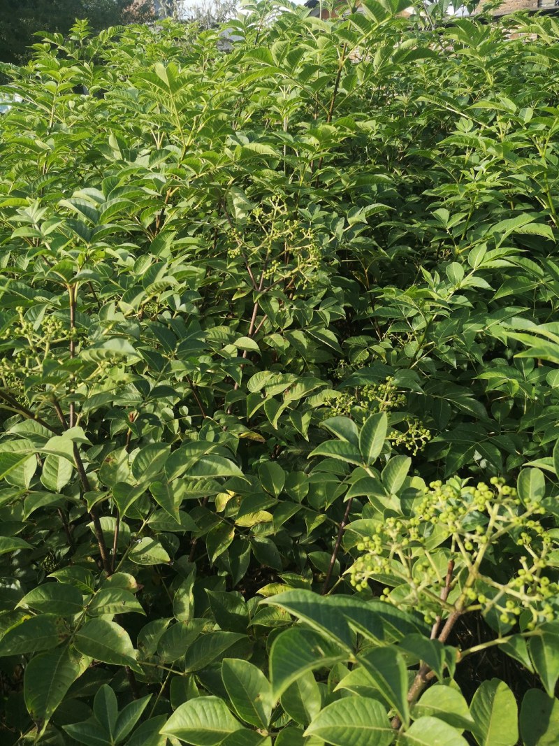 吴茱萸苗茶辣子吴茱萸