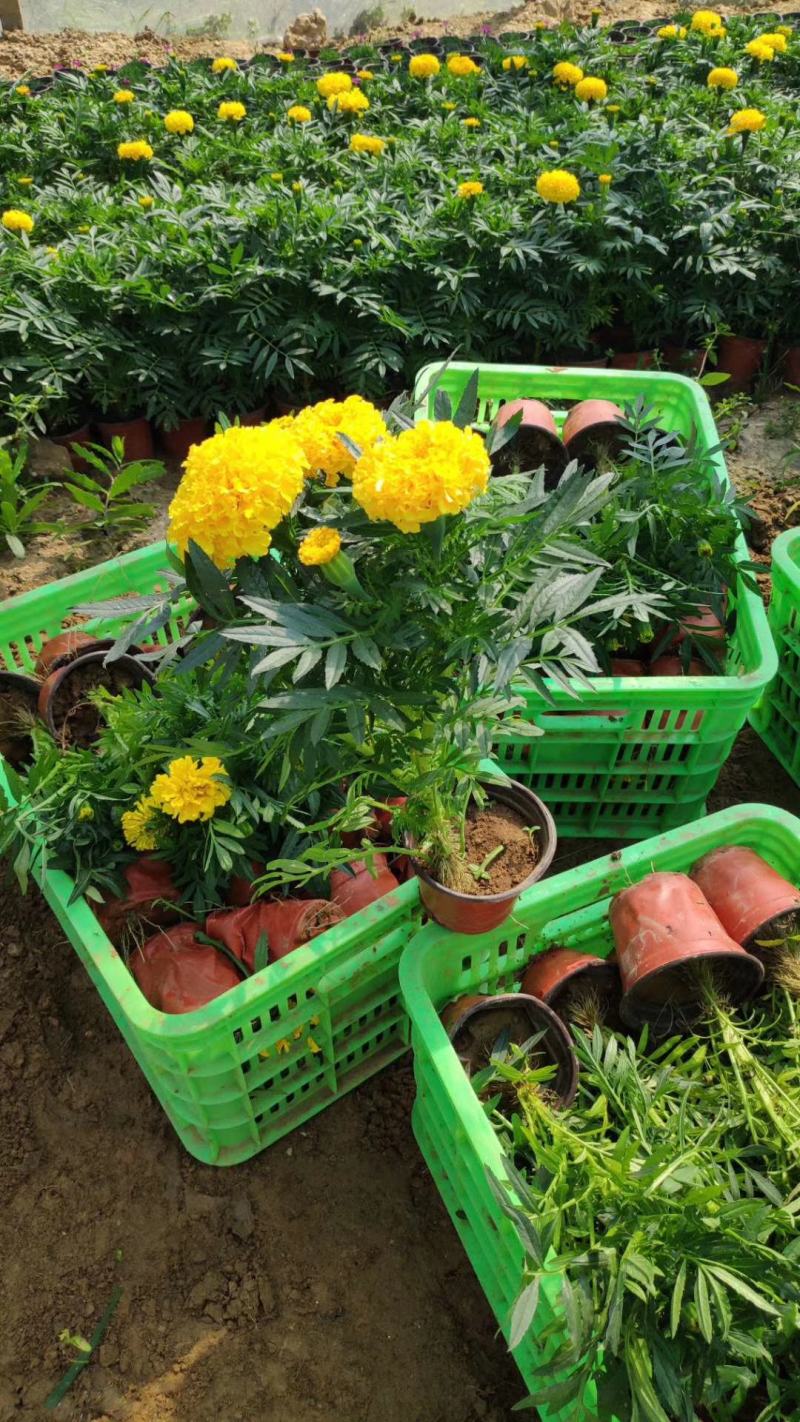 万寿菊，基地直销，常年销售各种绿化苗木。