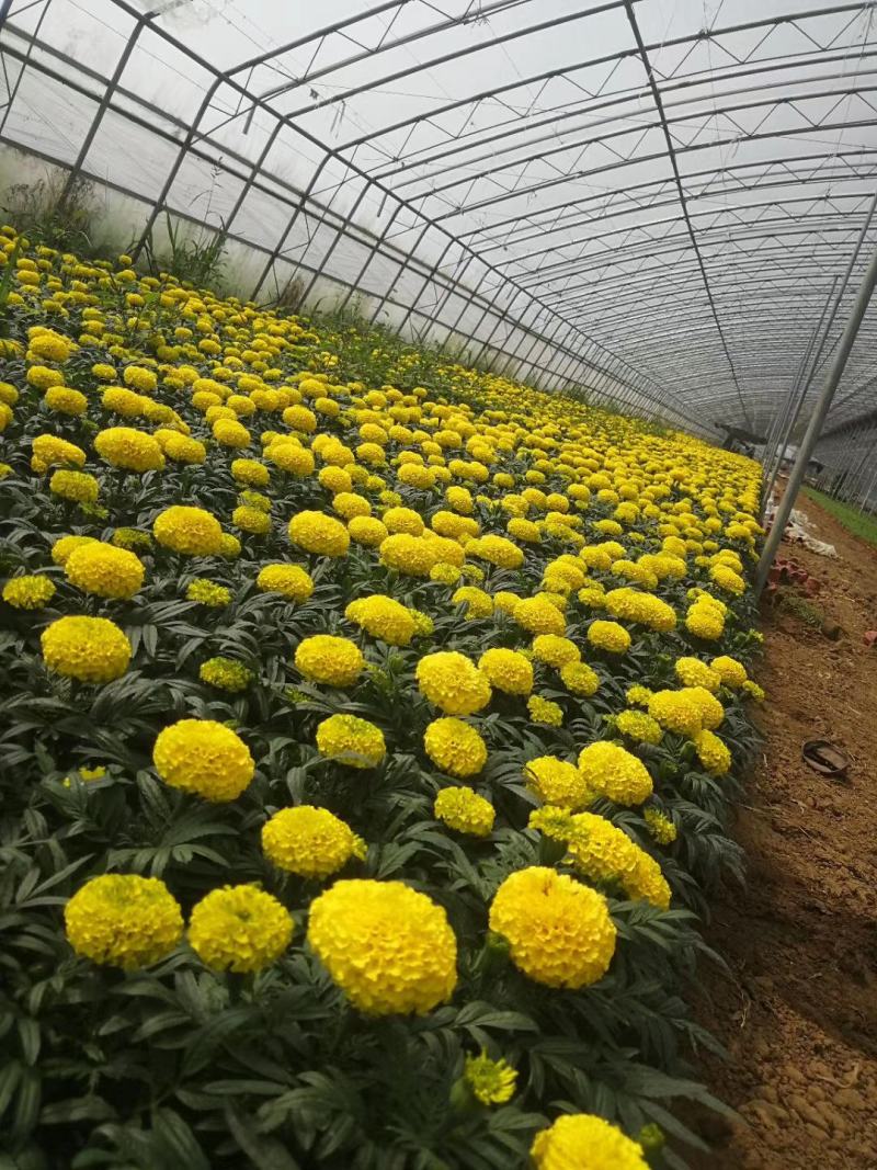 万寿菊，基地直销，常年销售各种绿化苗木。