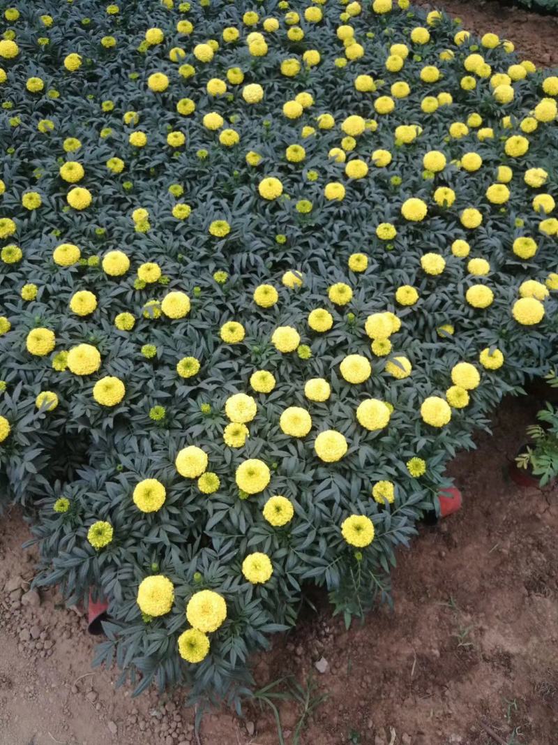 万寿菊，基地直销，常年销售各种绿化苗木。