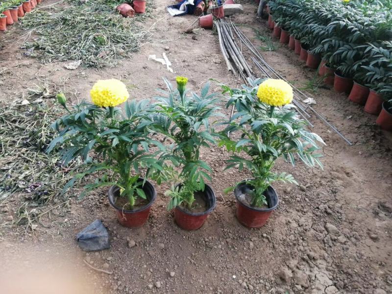 万寿菊，基地直销，常年销售各种绿化苗木。