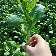 安徽精品油菜苔白菜苔、蔬菜基地菜苔大量供货菜尖保质保量