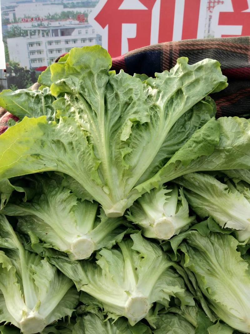 河北永年散叶生菜大量有货可供各种各样蔬菜供各大商超