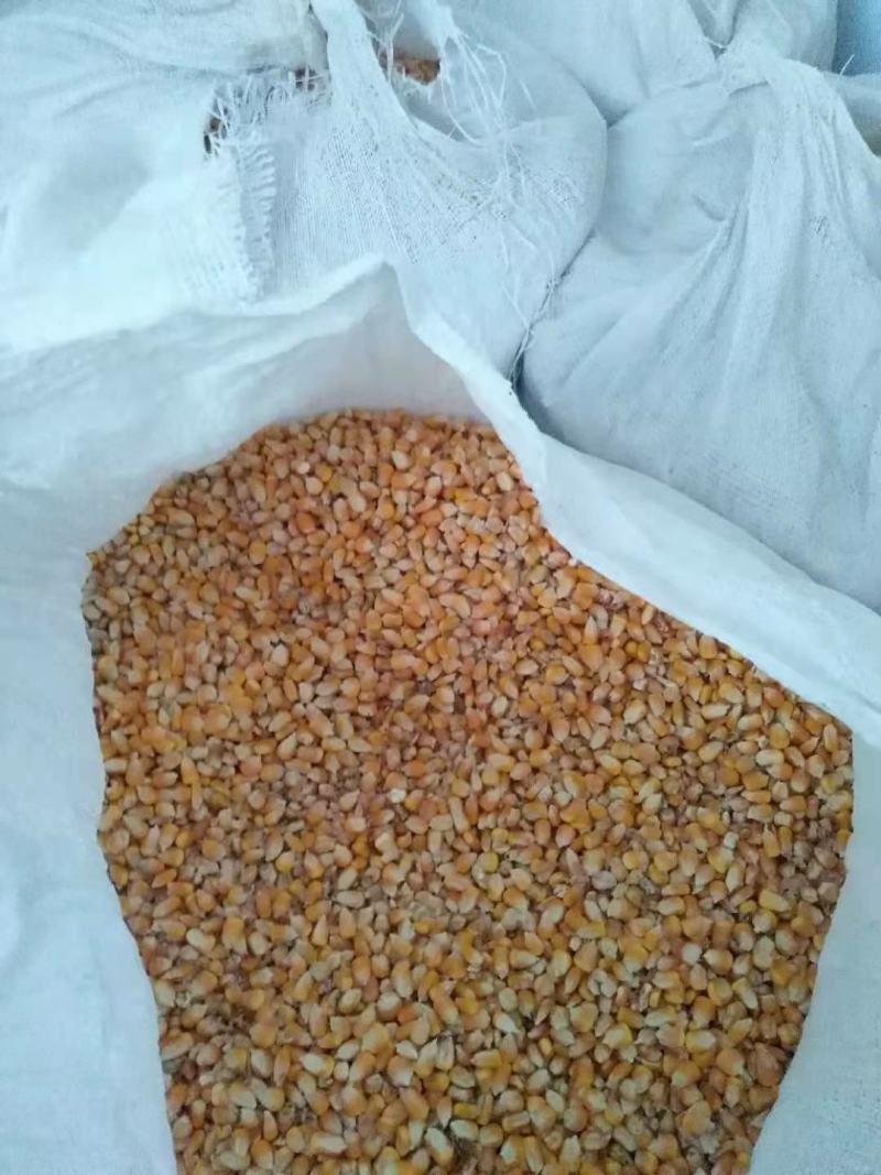 玉米玉米粒自家种植的粮食质优价廉，现已大量上市