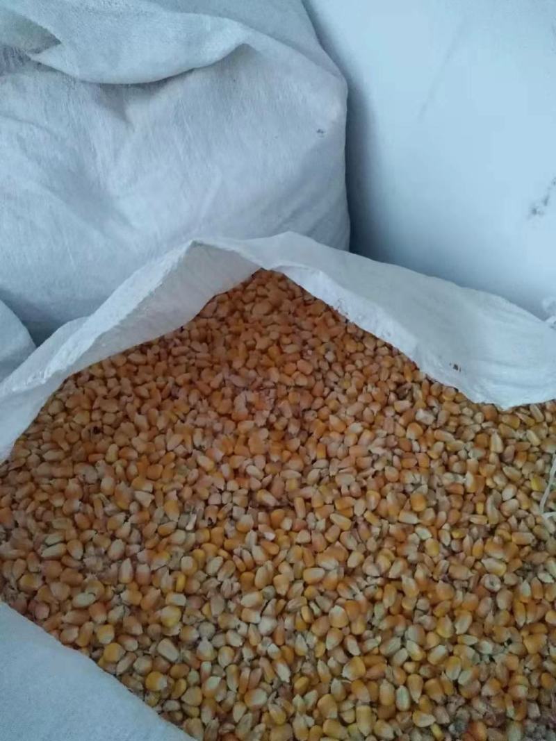 玉米玉米粒自家种植的粮食质优价廉，现已大量上市