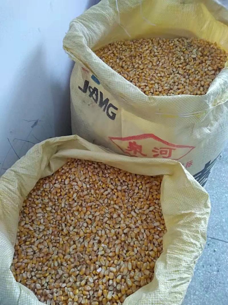 玉米玉米粒自家种植的粮食质优价廉，现已大量上市