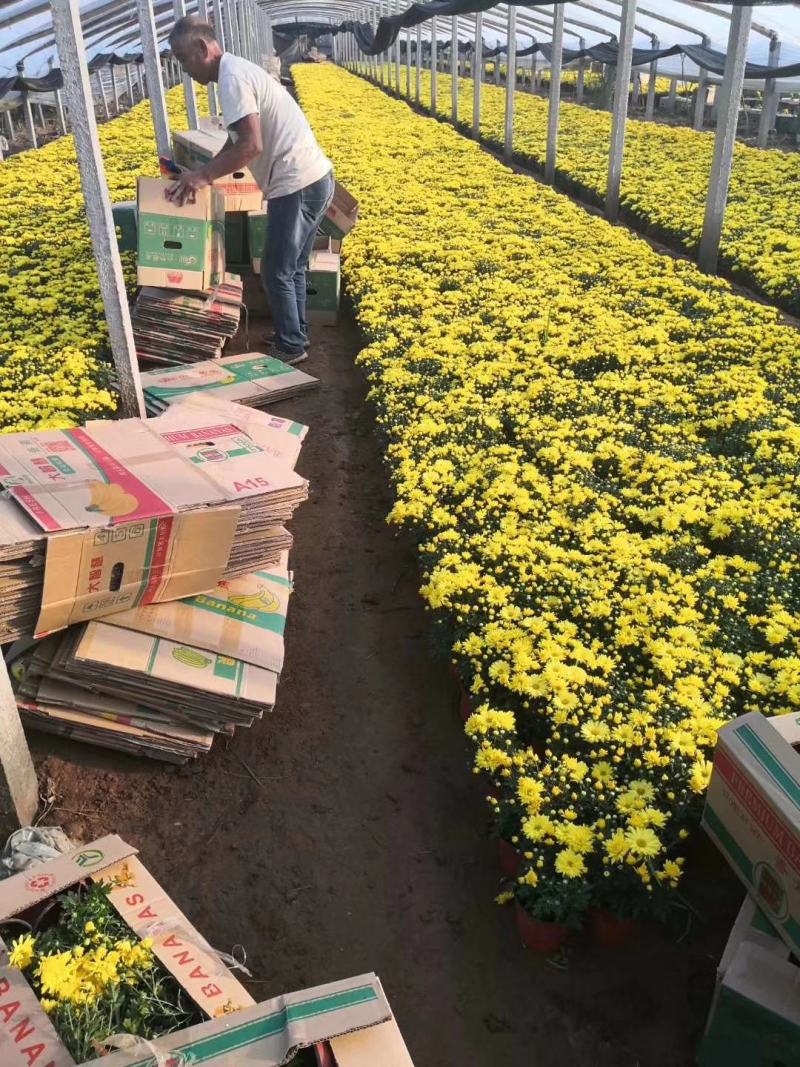 国庆菊，菊花基地直销常年供应各种绿化苗木