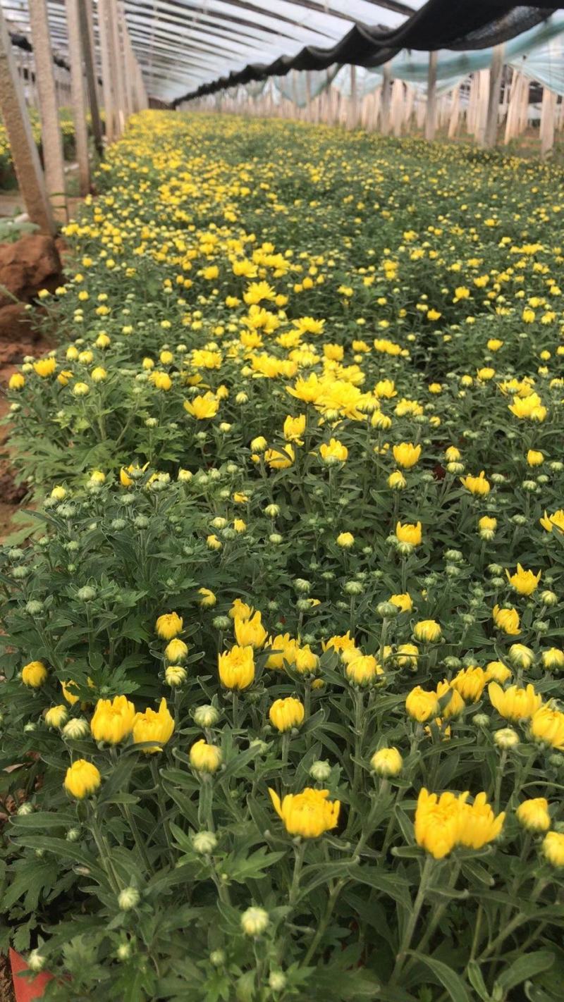 国庆菊，菊花基地直销常年供应各种绿化苗木