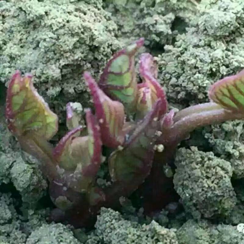 河南西瓜红红薯苗家庭农场种薯种苗基地一手货源价格便宜