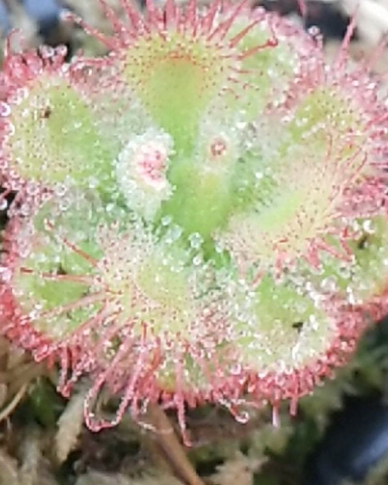 捕蝇草植物食虫系列錦地罗，捕蝇小能手，红遍全网，欢迎进店