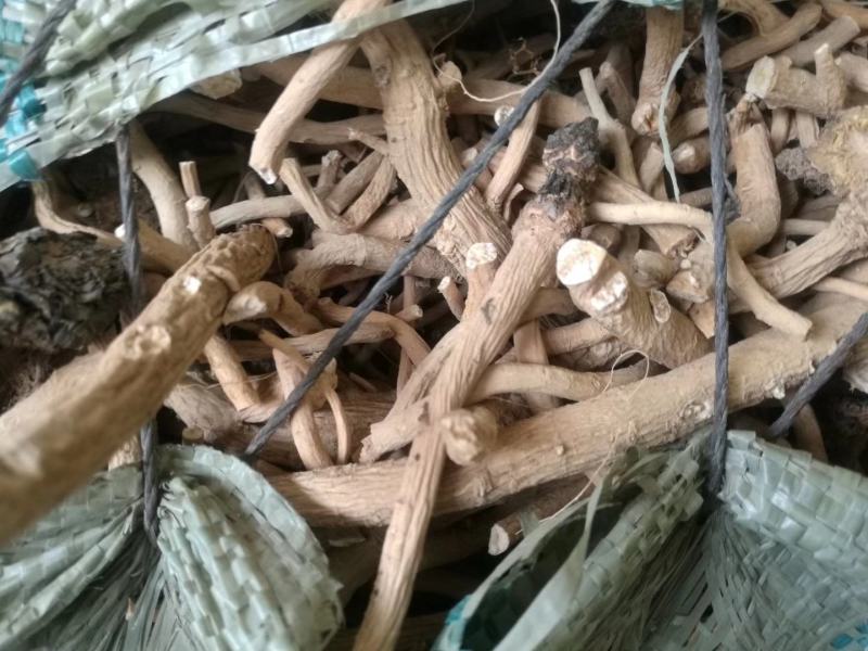 板蓝根陕北地产含量达标