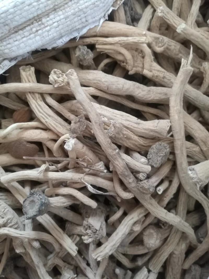 板蓝根陕北地产含量达标