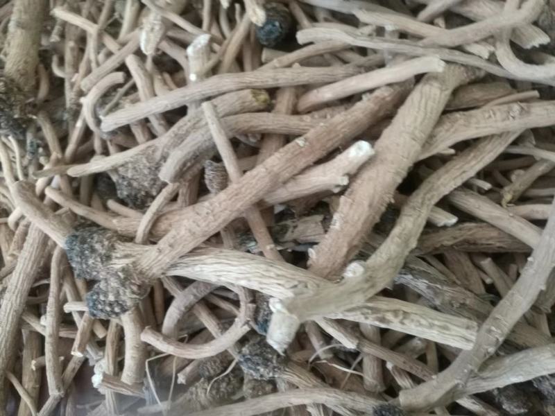 板蓝根陕北地产含量达标