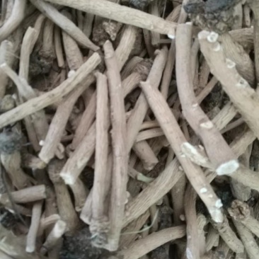 板蓝根陕北地产含量达标