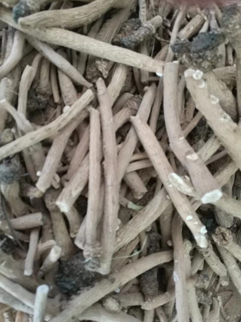 板蓝根陕北地产含量达标