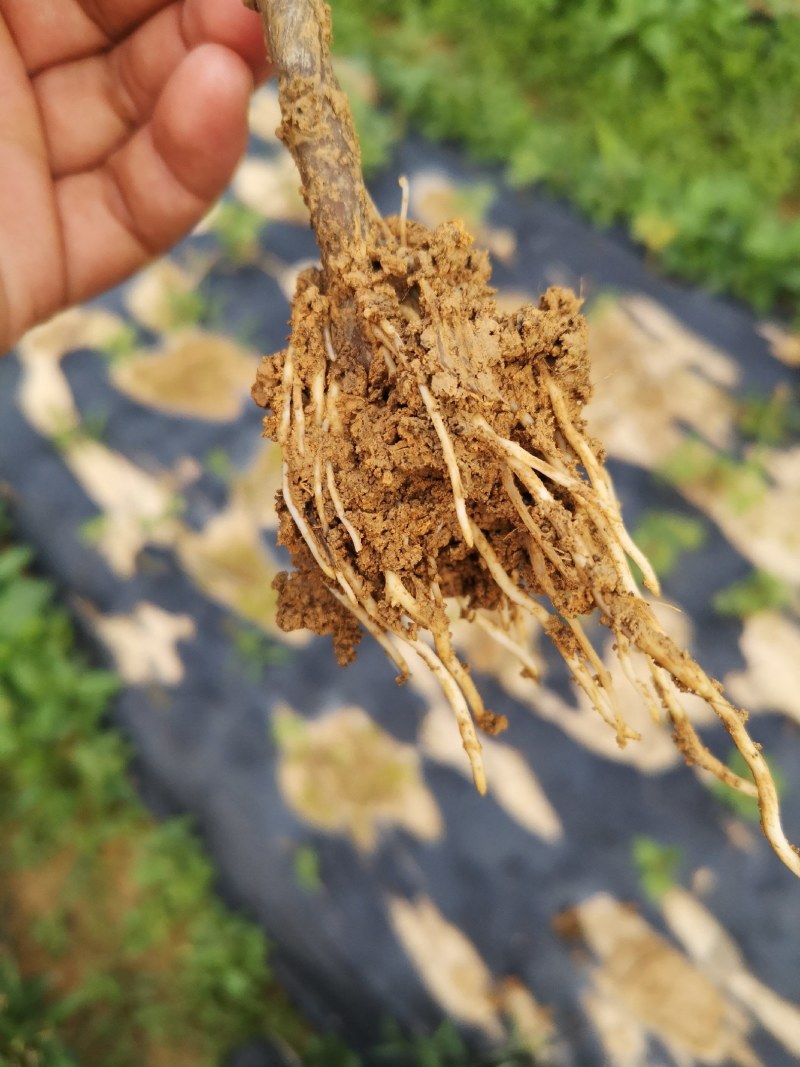 吴茱萸育苗专用枝条茱萸