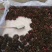 吴茱萸育苗专用枝条茱萸