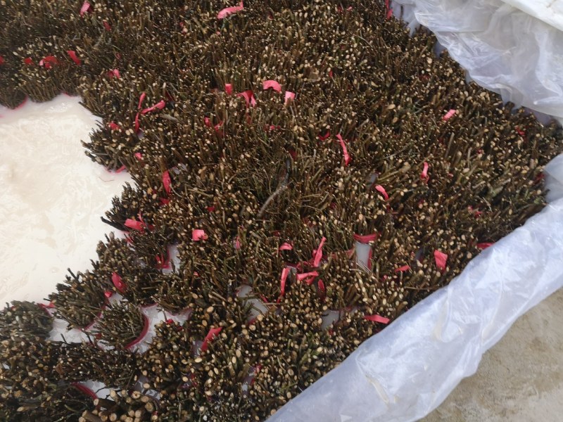 吴茱萸育苗专用枝条茱萸