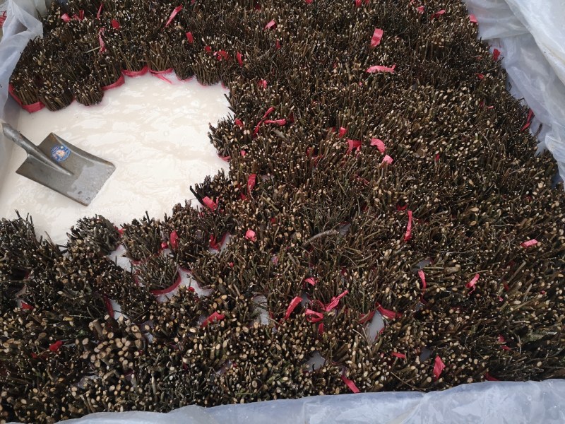 吴茱萸育苗专用枝条茱萸