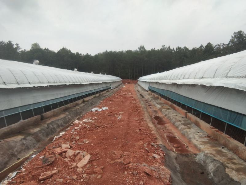 江西于都养鸡厂出租，稳定养植，利润可观，欢迎洽谈