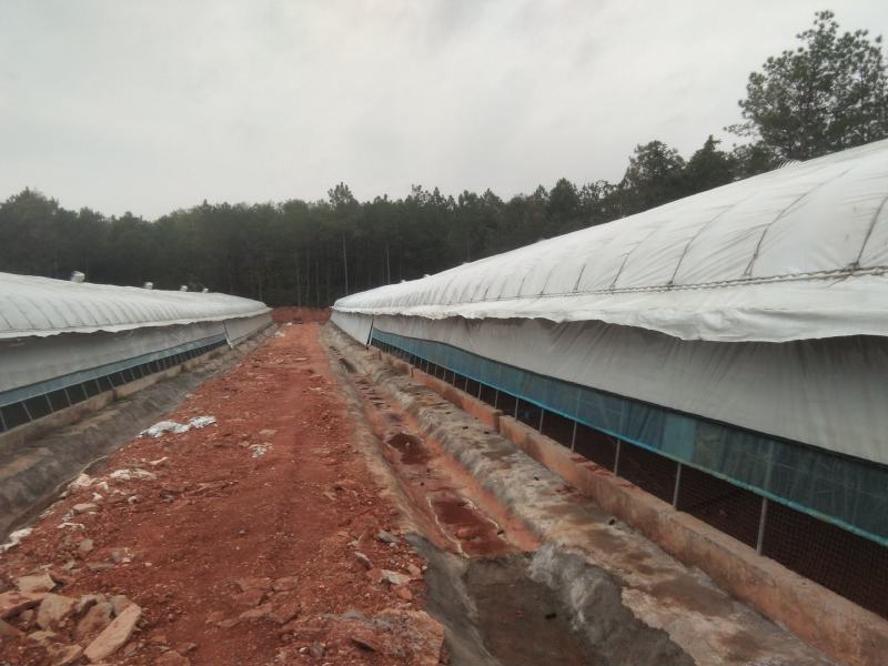 江西于都养鸡厂出租，稳定养植，利润可观，欢迎洽谈