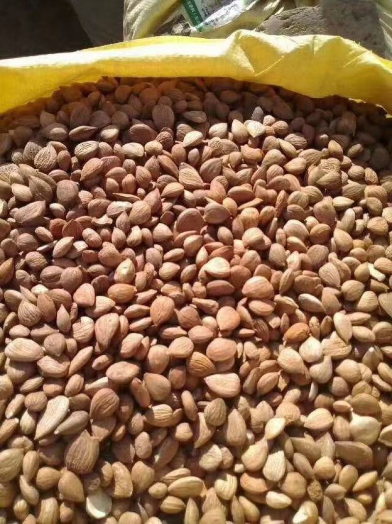 苦杏仁陕北地产颗粒饱满含量达标